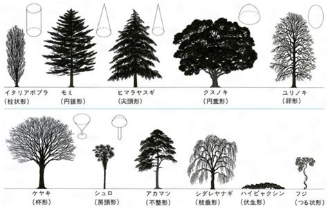 木 形|樹木の樹形のはなし（1）樹木が本来持っている自然な樹形